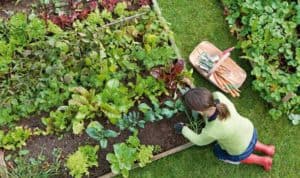 Small Kitchen Garden