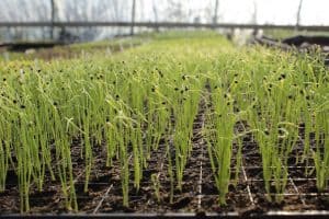 how to care garlic garden