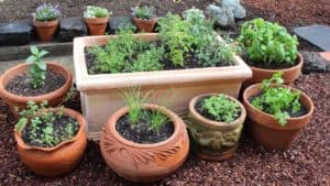 Kitchen Garden