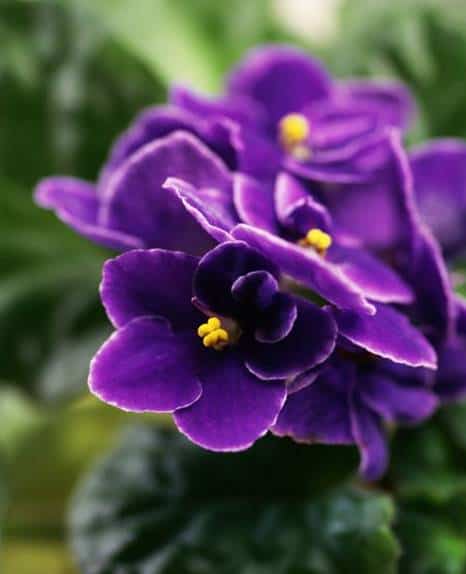 Afican violet