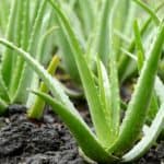 Aloe Vera Plant