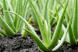 Aloe Vera Plant