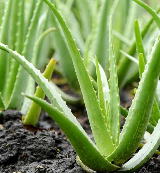 Aloe Vera Plant