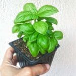 how to grow basil