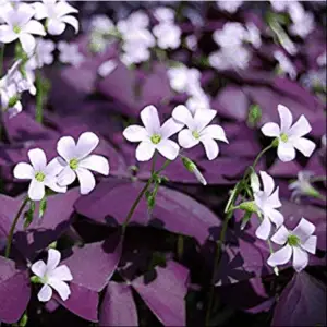 oxalis triangularis