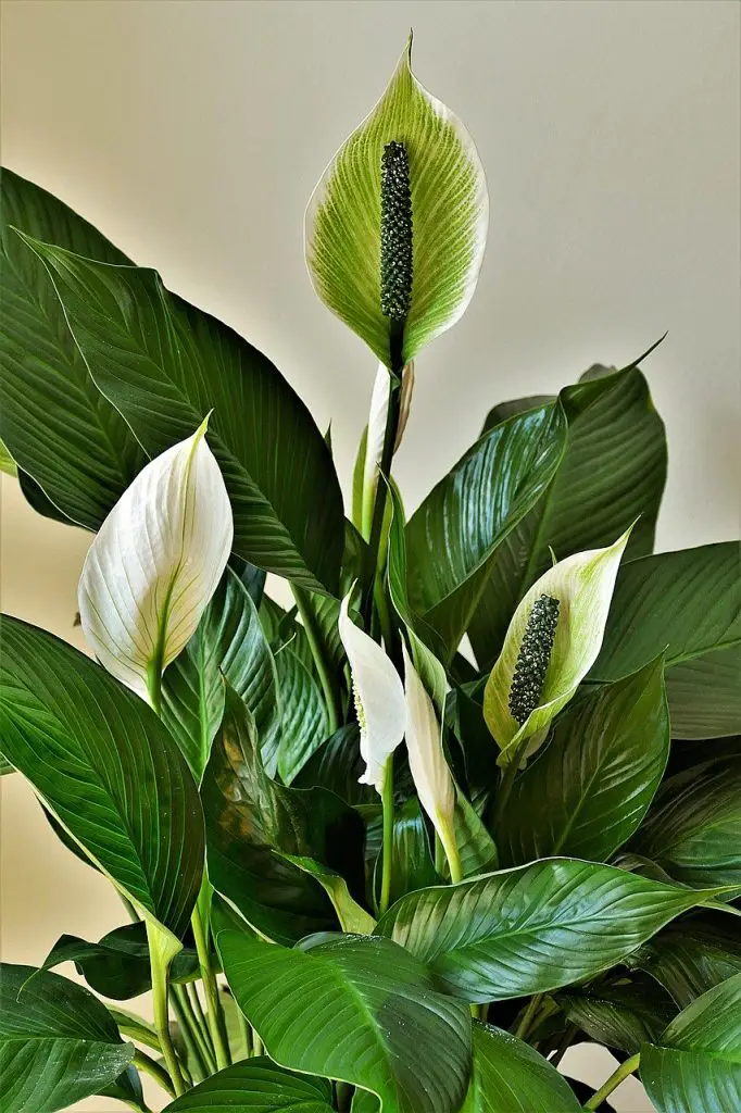 Peace Lily Care