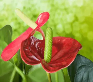 Anthurium