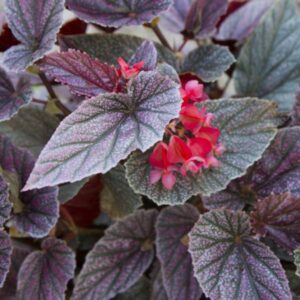 Angel wing Begonia