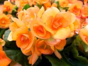 Rieger Begonia