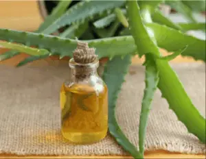 Aloe Vera Herbal Oil