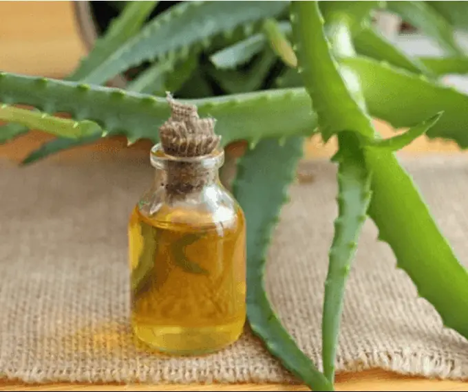 Aloe Vera Herbal Oil
