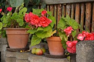 Rieger begonia blooming in pot