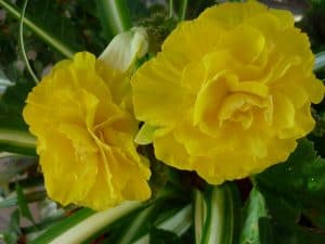Yellow Rieger Begonia 