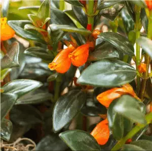 guppy plant flower