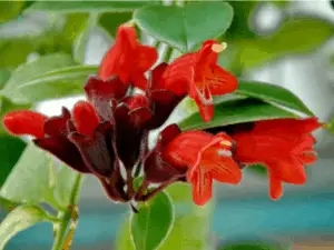 lipstick plant flower