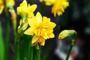 Daffodil flower