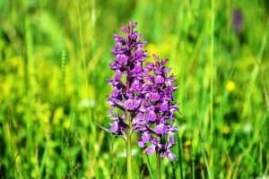 Orchids flower