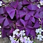 Purple Shamrock Plant with white flowers