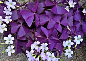 Purple Shamrock Plant with white flowers