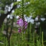 Purple-flowered False Dragonhead Plant