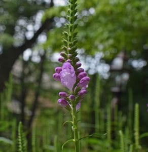 Purple-flowered False Dragonhead Plant