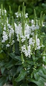 Obedient Plant