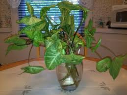 Growing Arrowhead Plant in water