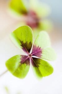 Four-lobed Lucky Shamrock Plant