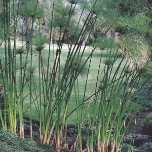 papyrus plant