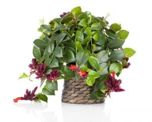 Lipstick-plant-basket