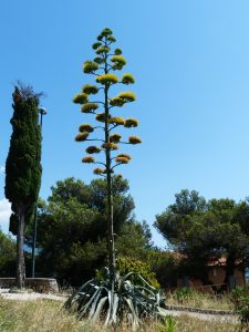 Centuryplant flower