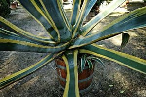 Agave Americana