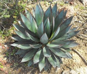 Agave Blue Glow Plant