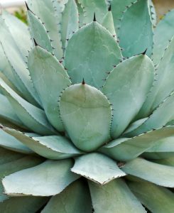 Agave Parryi