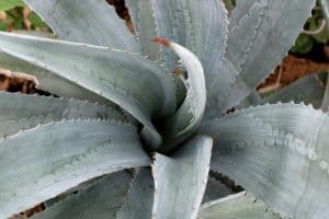 Agave Tequilana plant