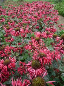 Scarlet Bee Balm flower