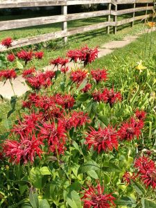 Bee Balm plants in garden