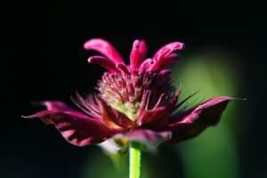 Bee balm plant