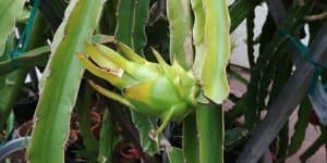 dragonfruit plant