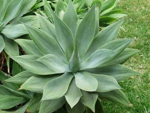 Foxtail Agave Plant