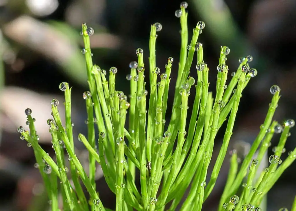 Horsetail Plant How to grow and uses of the horsetail plant