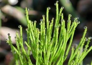 horsetail