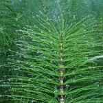 Horse tail plant