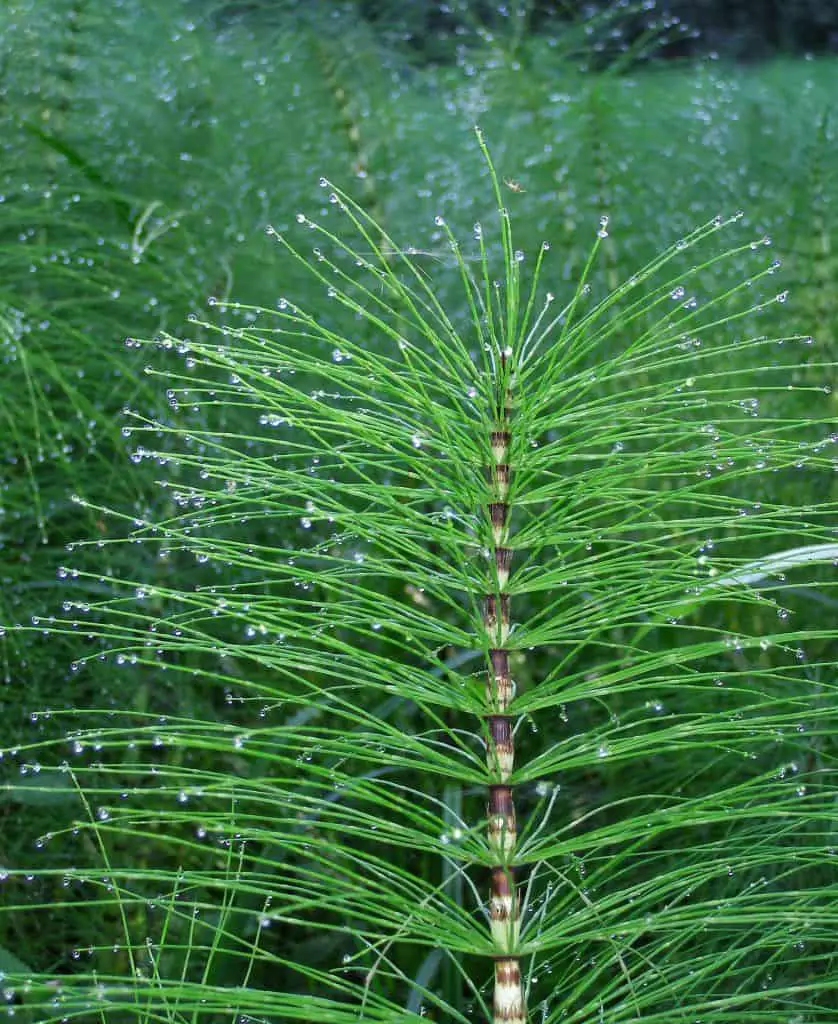 Horse tail plant