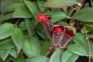 lipstick-plant