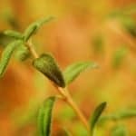 thyme plant and uses