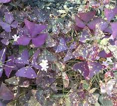 Powdery Mildew on False Shamrock plant