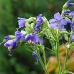 Purple-flowered Jacob's ladder plant