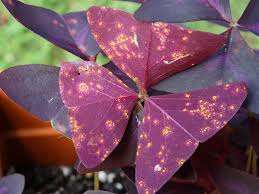 Rust on the leaf of False Shamrock