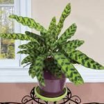 Rattlesnake plant